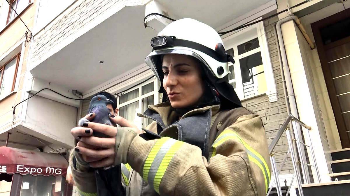 Mahsur kalan iki güvercini itfaiye ekipleri kurtardıMahsur kalan iki güvercini itfaiye ekipleri kurtardı