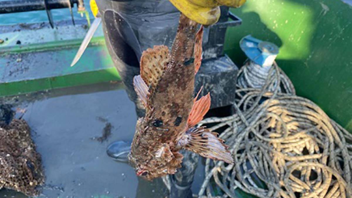 Marmara ve Ege'de hayalet ağlar temizlenecek