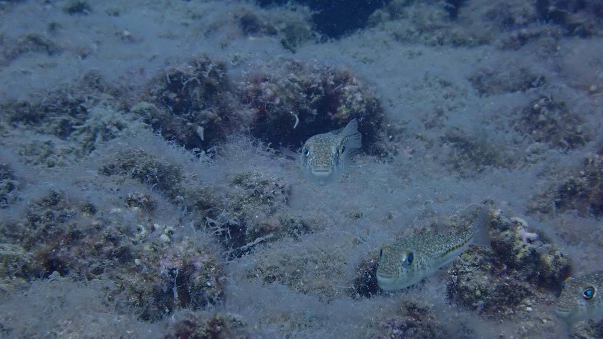 Müsilaj Araştırma Komisyonu'nun görev süresi 1 uzatıldı