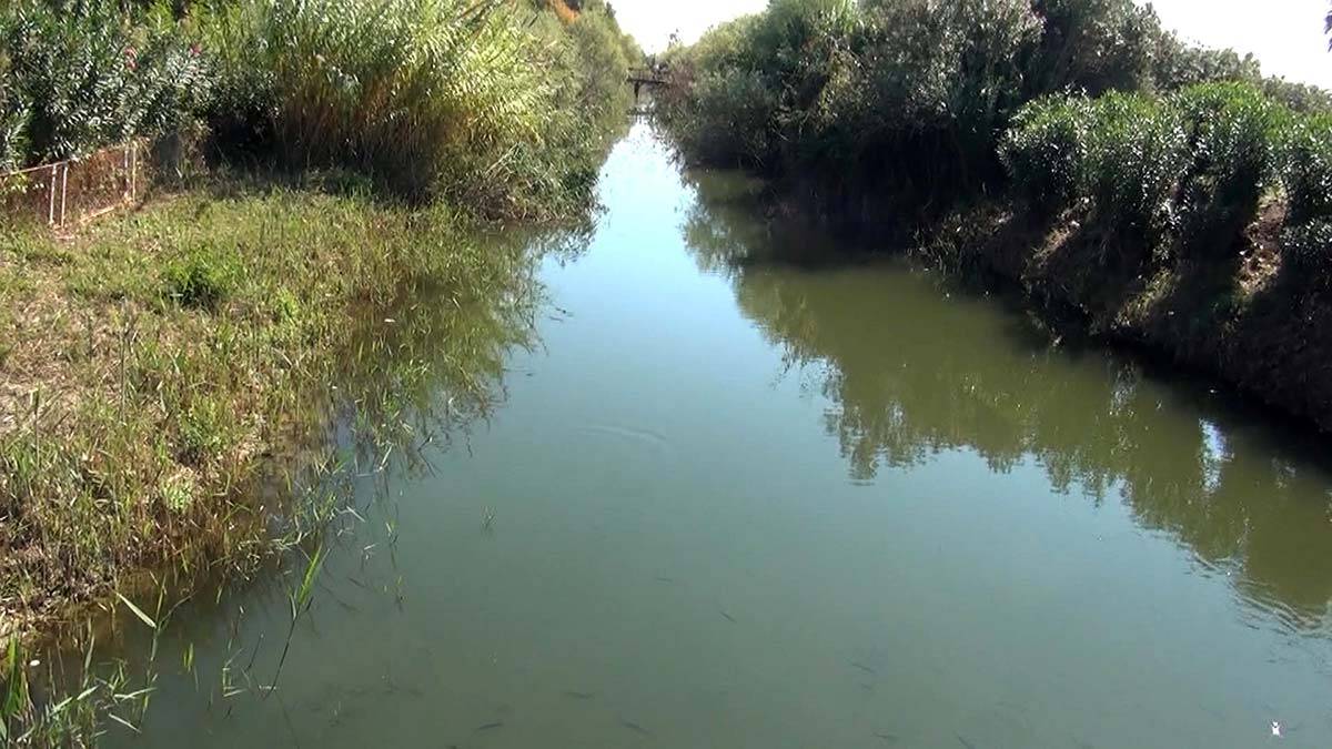 Nifrit Deresi'nde oksijen azaldı balıklar yüzeye çıktı