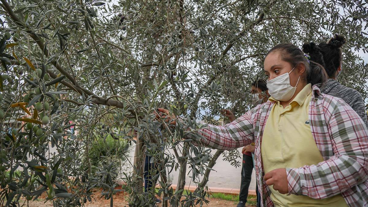 Özel öğrenciler zeytin hasadı yaptı