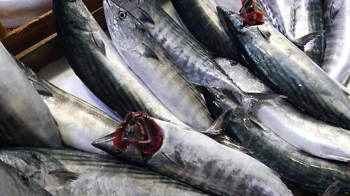 Palamut nesli tehlikede: Boy sınırı 39 cm olsun