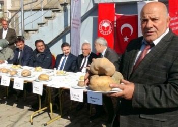 Patates üretim deposu Pasinler'de patates yarışması