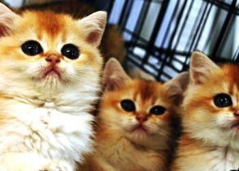 Pet ürünleri pazarı 1 milyar dolar sınırına yaklaştı