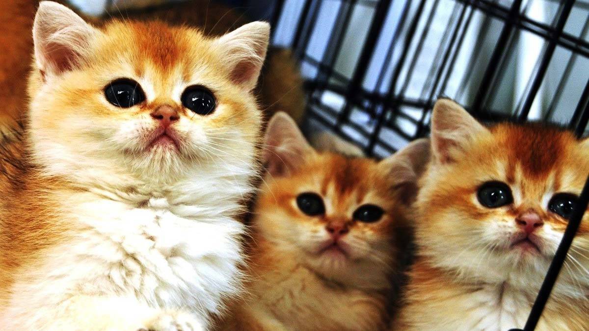 Pet ürünleri pazarı 1 milyar dolar sınırına yaklaştı