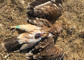 Şah kartal tüfekle vurulmuş halde ölü bulundu