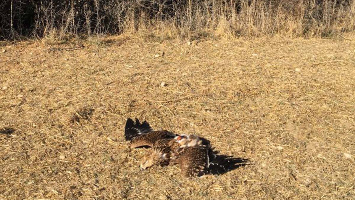 Şah kartal tüfekle vurulmuş halde ölü bulundu