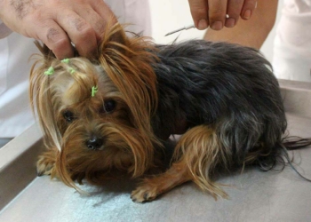 Sahipli kedi ve köpeklere mikroçip enjekte edilecek