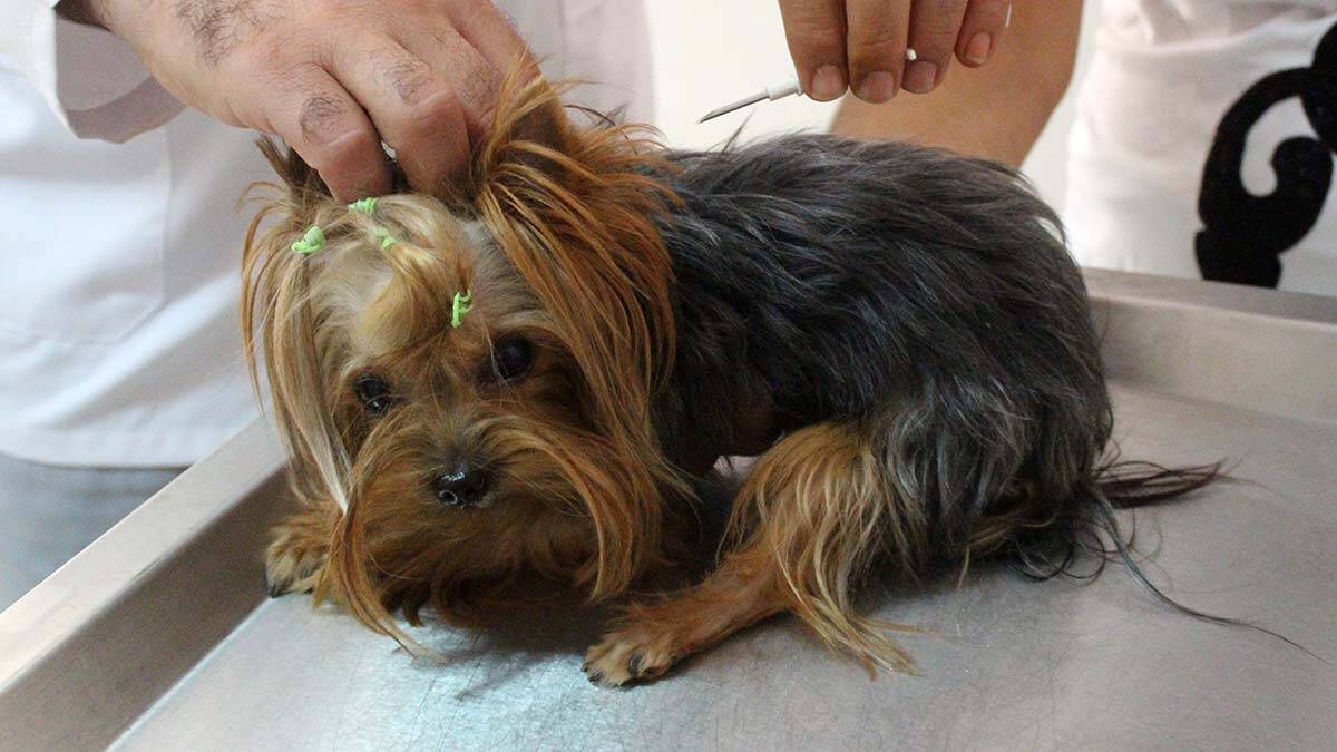 Sahipli kedi ve köpeklere mikroçip enjekte edilecek