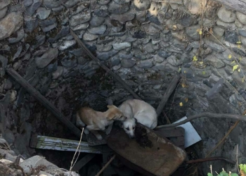 Su kuyusuna düşen 2 köpeği itfaiye kurtardı
