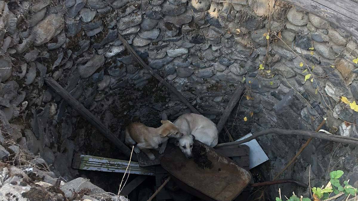 Su kuyusuna düşen 2 köpeği itfaiye kurtardı