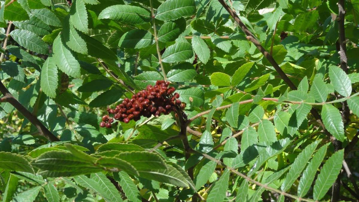 Sumak ülke ekonomisine 80 milyon lira katkı sağladı