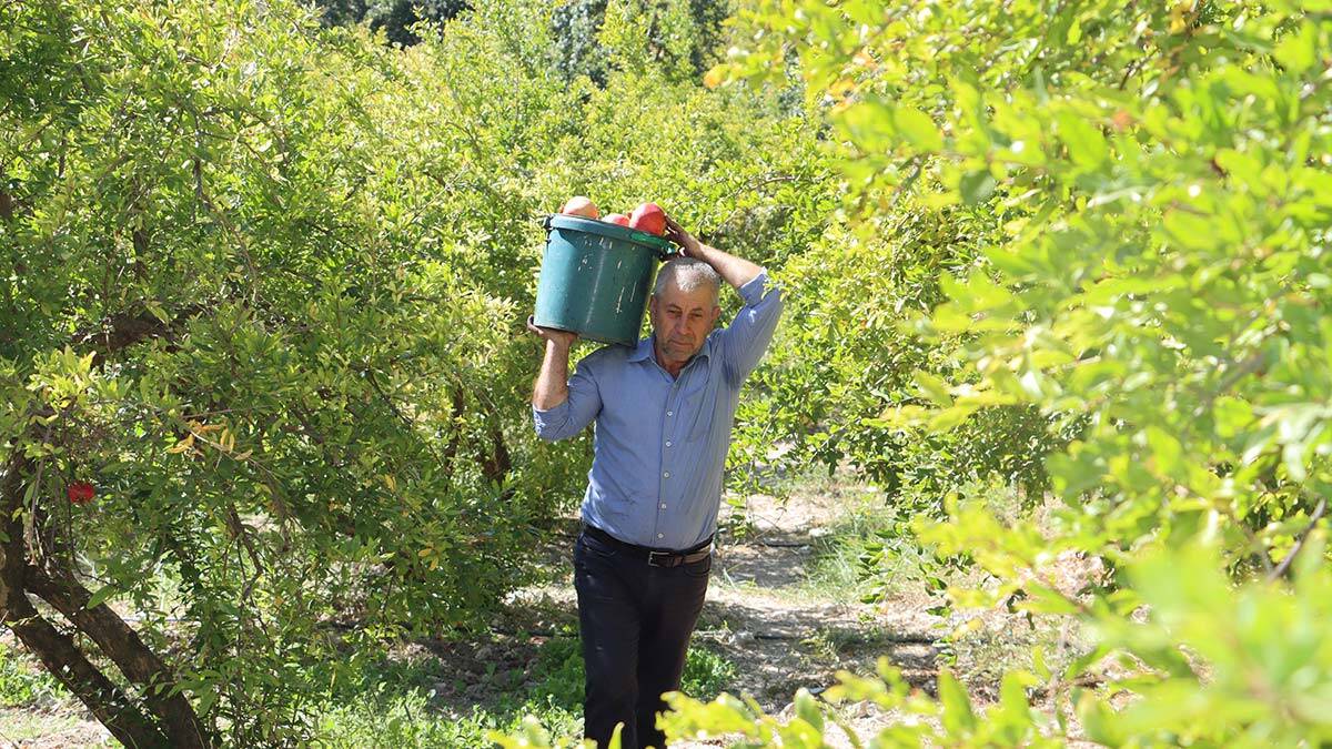 Suriye iç savaşından kaçan avukat çiftçilik yapıyor
