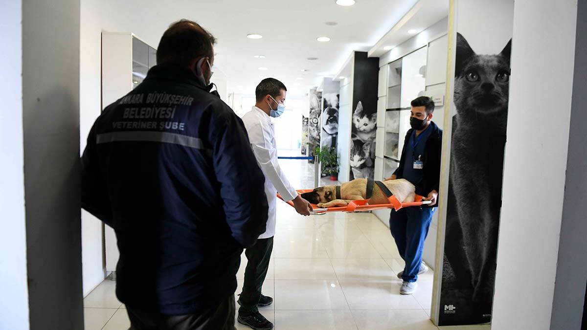 Büyükşehir Belediyesi ile OHHAD iş birliği sayesinde Başkent genelinde hizmet veren 11 Özel Hayvan Hastanesi’nde sahipsiz sokak hayvanlarının kısırlaştırma operasyonları gerçekleştirilecek.