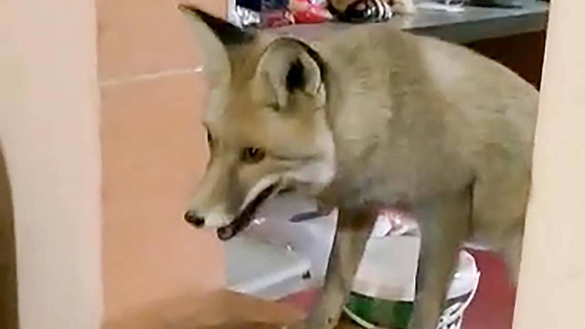 Taş ocağında tilki şantiyenin maskotu olduTaş ocağında tilki şantiyenin maskotu oldu