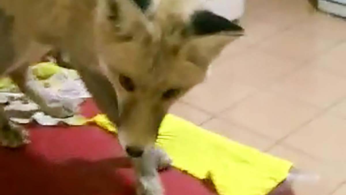 Taş ocağında tilki şantiyenin maskotu oldu - "Giderken de ağzını yiyecekle doldurup yavrularına götürüyor "