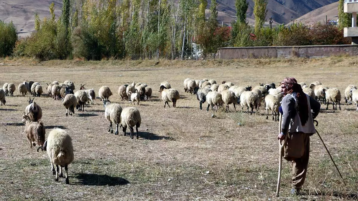 Tek bacağını kaybeden çoban 250 koyunu otlatıyor