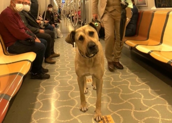 Toplu ulaşım köpeği Boji mikroçip ile takip ediliyor