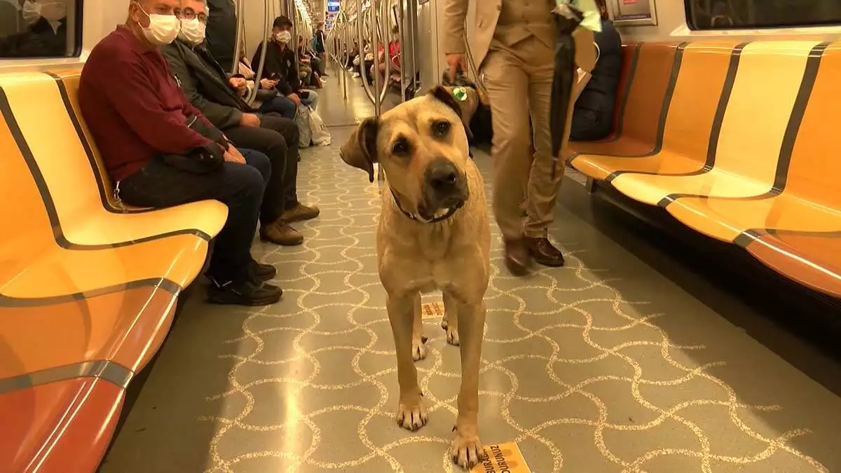 Toplu ulaşım köpeği boji mikroçip ile takip ediliyor
