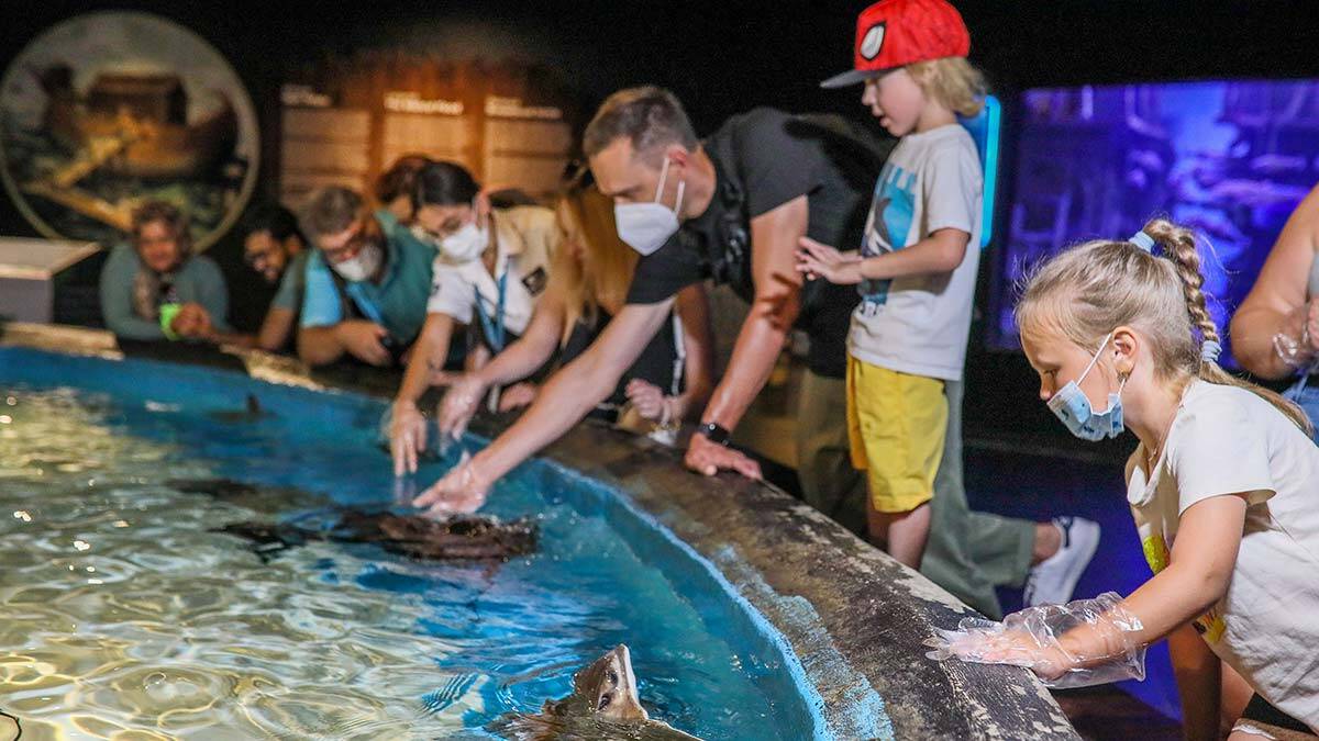 Turistlerin kartal başlı vatoz deneyimi