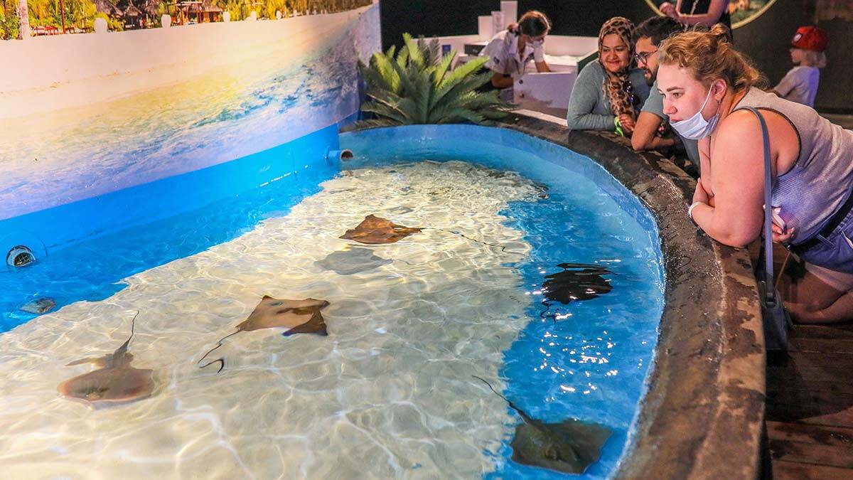 "Bu vatoz türü, dünya üzerindeki en zararsız ve insancıl türdür. "