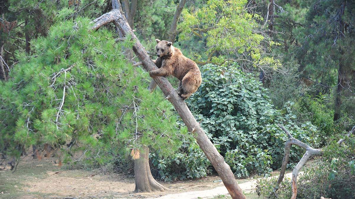 Türkiye'nin tek ayı barınağında kış hazırlıkları başladı