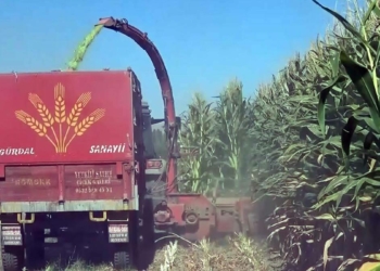 Van Gölü çekilince mısır ekti; 400 ton ürün elde etti