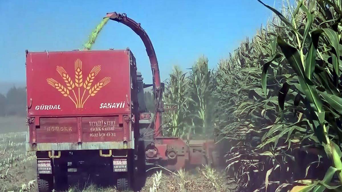 Van Gölü çekilince mısır ekti; 400 ton ürün elde etti