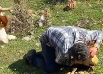 Yaylada doğan buzağıya suni teneffüs yaptı