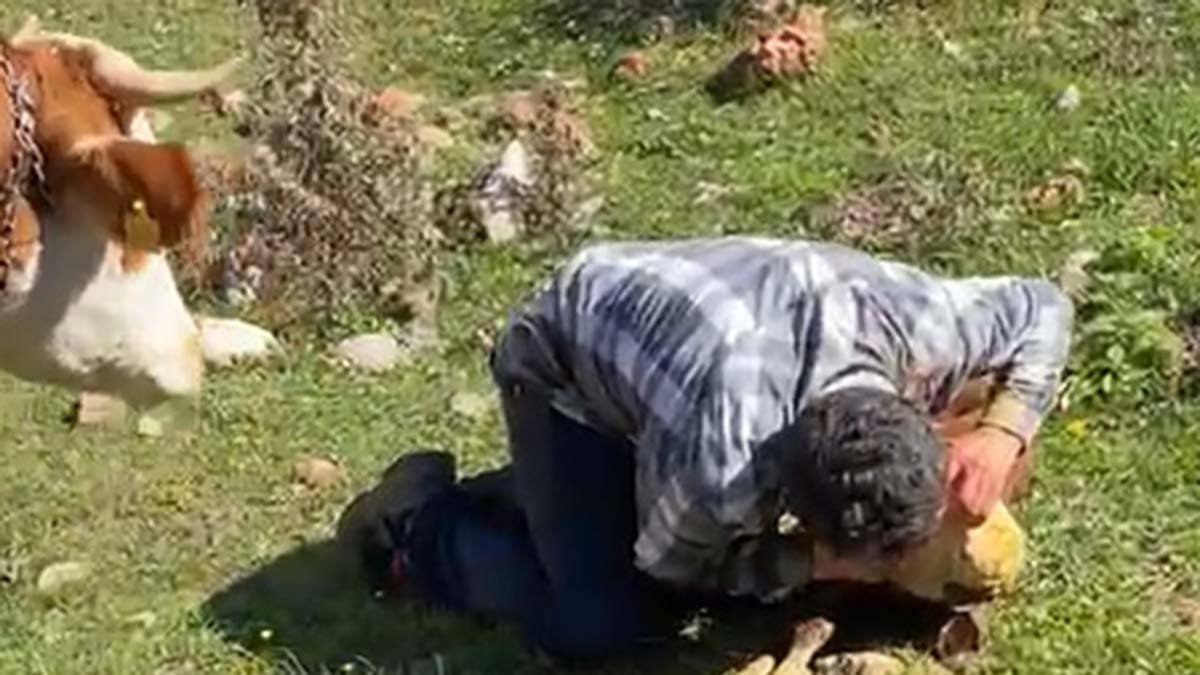 Yaylada doğan buzağıya suni teneffüs yaptı