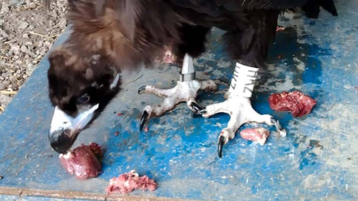 Yorgun düşen kara akbaba korumaya alındı