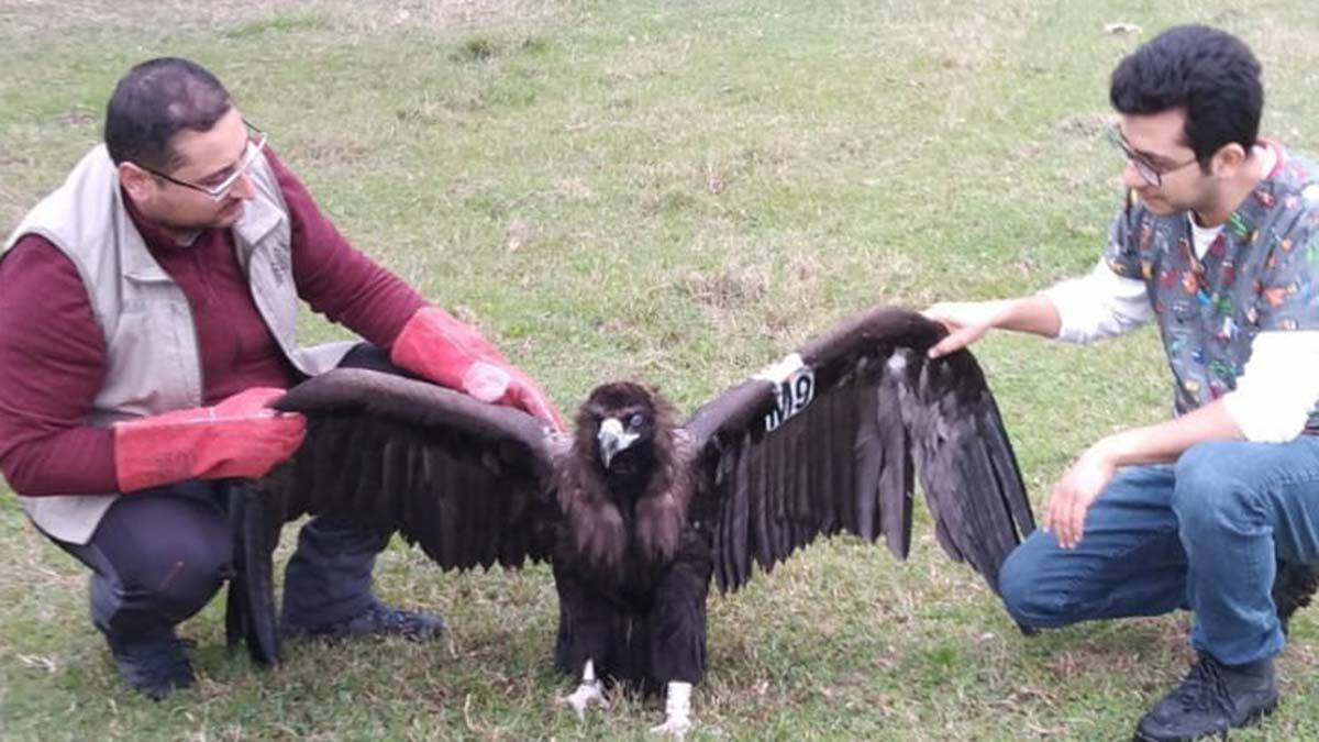 Kara akbabanın üzerinde Atina Üniversitesi tarafından takılan takip cihazı ile ayağında kelepçe olduğu tespit edildi