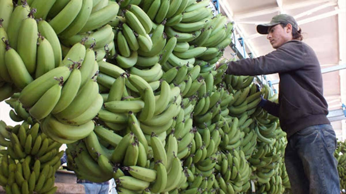 Anamur muzu tarlada 6, markette 15 TL