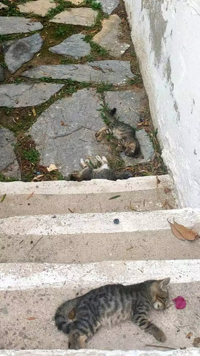 Bodrum'da 20 kedi ölü bulundu