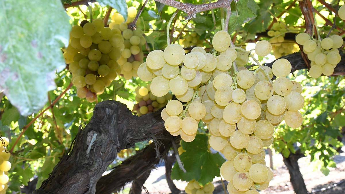 Coğrafi işaretli müşküle üzümünde ilk hasat