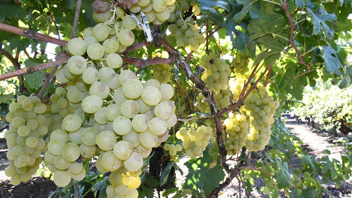Bursa'nın İznik ilçesinde coğrafi işaret tescilli müşküle üzümünün hasadına başlandı.
