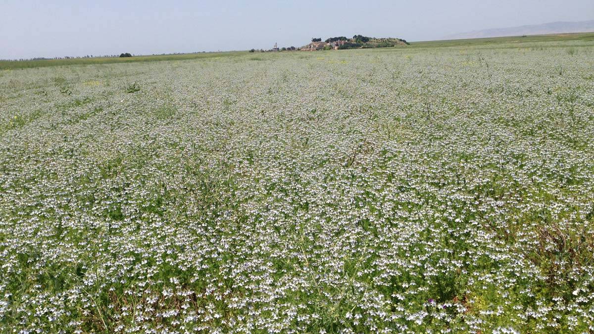 Çörek otu eken çiftçinin elektrik gideri azaldı