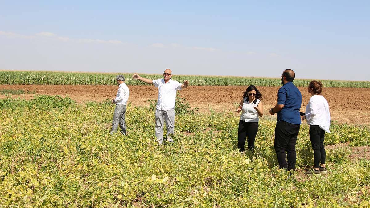 Çörek otu eken çiftçinin elektrik gideri azaldı