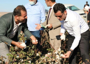 Diyarbakır'da 'beyaz altın' pamuk hasadı başladı