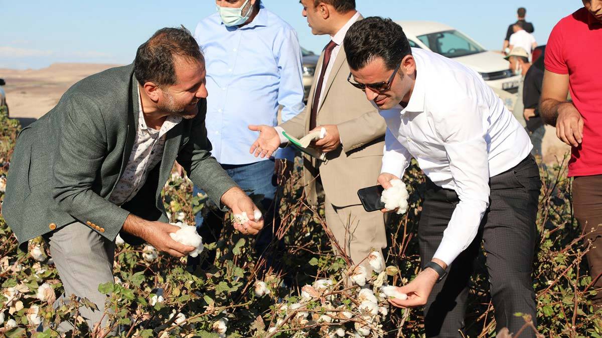 Diyarbakır'da 'beyaz altın' pamuk hasadı başladı