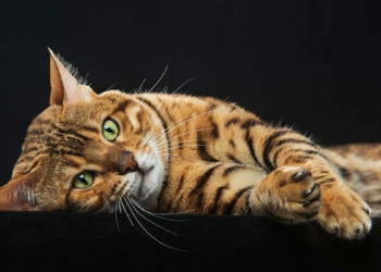 Kasımda kediler başkadır