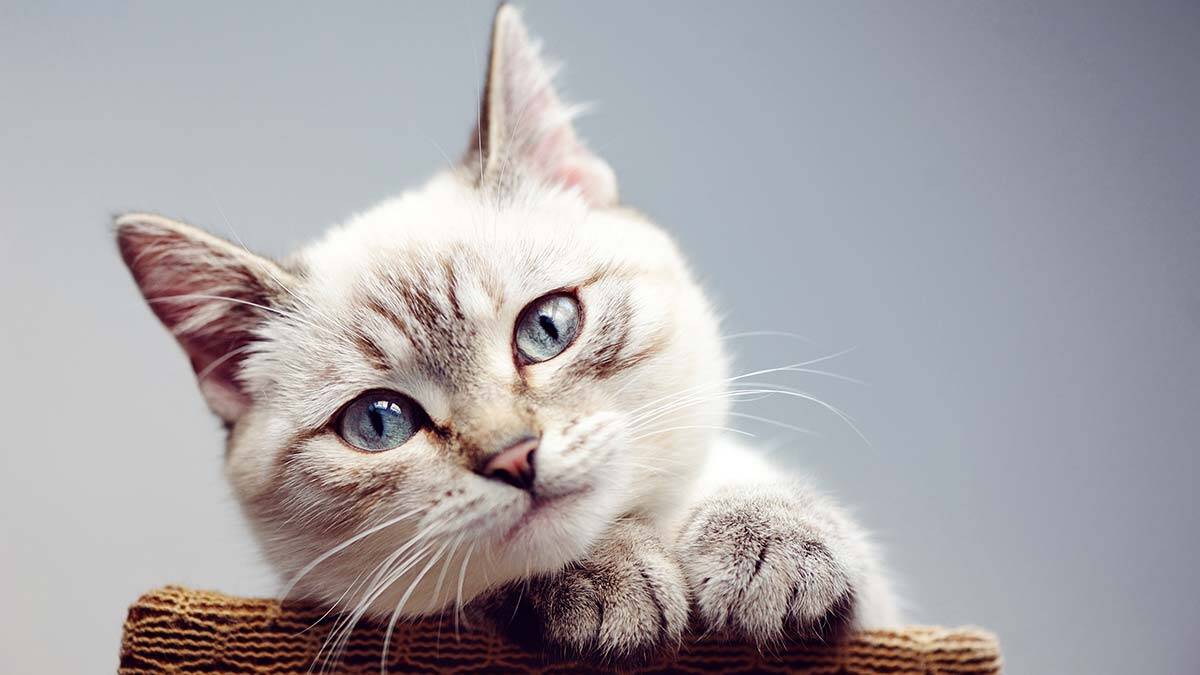 Kasımda kediler başkadır