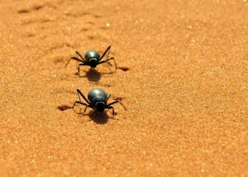 Boyundan büyük işler başaran: Stenocara