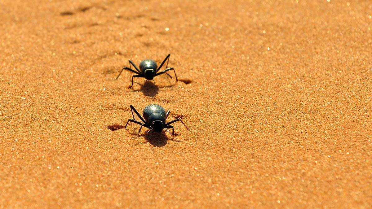 Boyundan büyük işler başaran: Stenocara