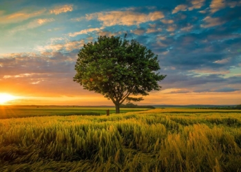 Bir ağacın gölgesi