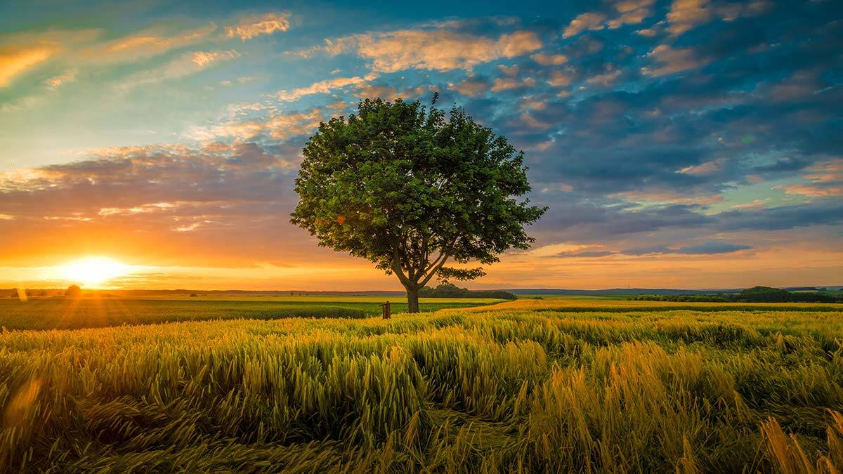 Bir ağacın gölgesi