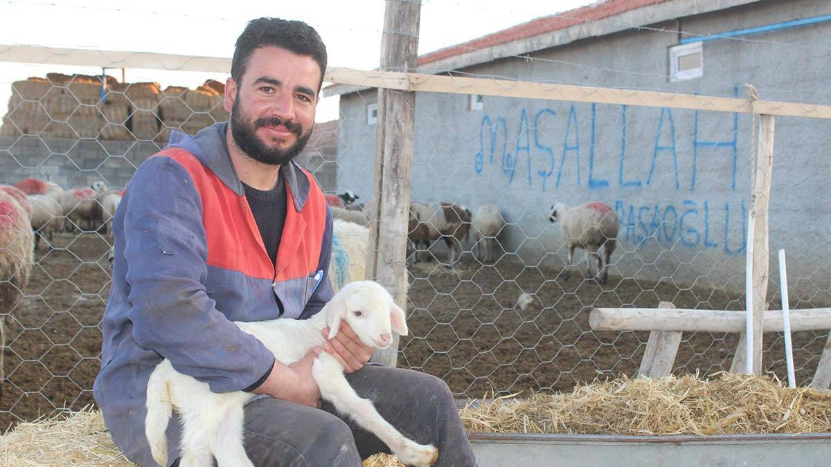 Koyunlar gelir kaynağı oldu