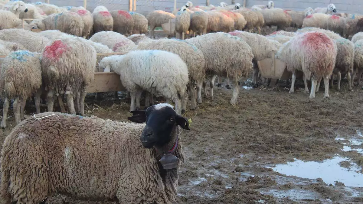 Koyunları gelir kaynağı oldu