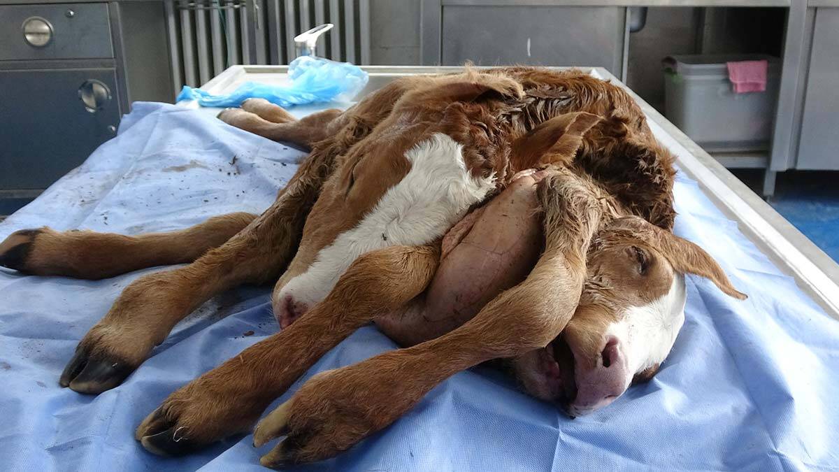  Genetik olarak ender rastlanan bir durum olduğu belirtilerek, sonucun yapılacak otopsiden sonra netlik kazanacağı ifade edildi 