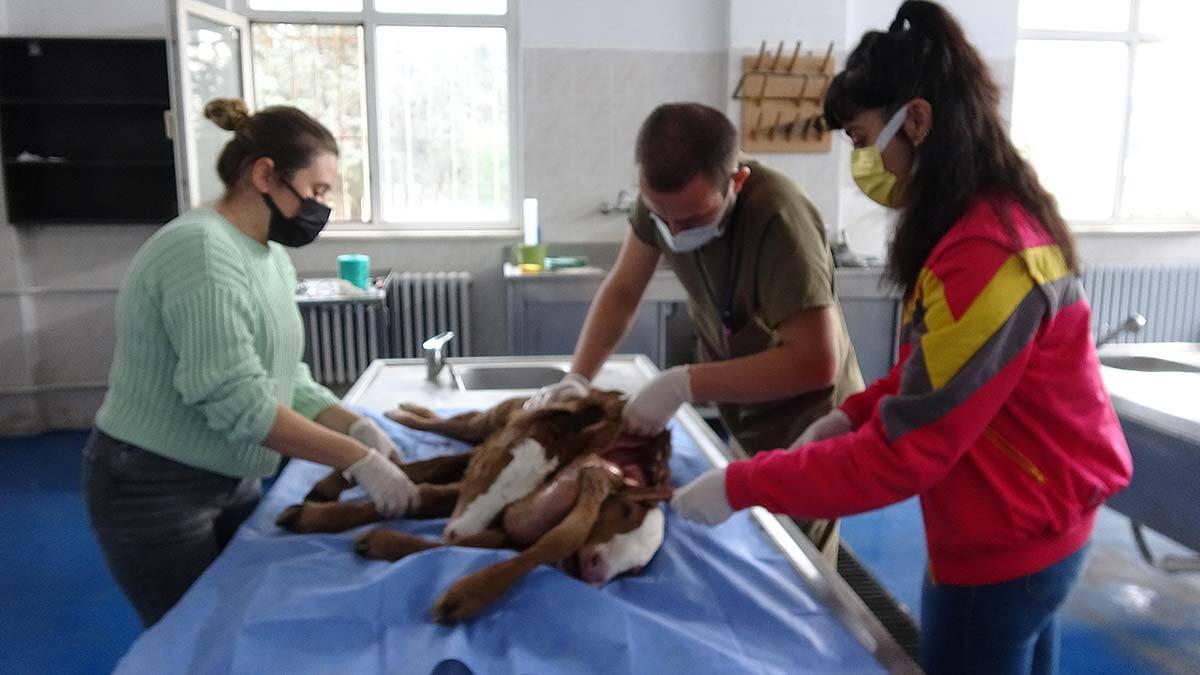 " Uzun yıllardan beri hayvancılık yapıyorum.  İlk kez böyle bir şey gördüm ve duydum "